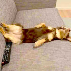（Zzz…）ダックスがソファの溝にハマって熟睡中。脱力しすぎな姿に気が抜けたわ【動画】