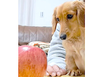 「…？」初めてリンゴを見たダックス。食べ方がわからず困惑し、ひたすら鼻でツンツンしてた【動画】